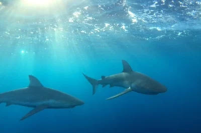 Explorez la north shore d’oahu en nageant librement avec des requins galapagos et tigres. Équipement de snorkeling inclus, départ en bateau depuis haleiwa. réservez vite votre place.