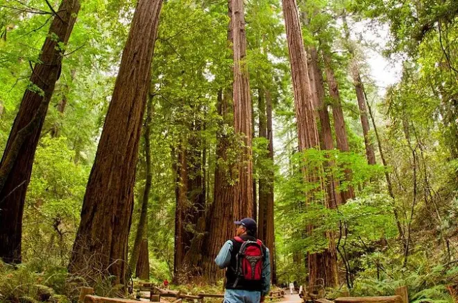 Redwoods di Marin e Mt. Tamalpais: Passeggiata da Sausalito