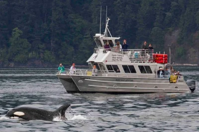 Erlebe walbläser in den san juan islands bei einer kleinen tour ab anacortes. schnelle boote, garantierte wale und lokale guides – ganz ohne fähre oder stress.