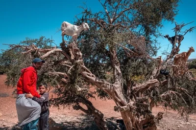 Erlebe die atlantikbrise in essaouira, entdecke ziegen in arganbäumen, besuche eine frauenkooperative und genieße frischen fisch zum mittag. inkl. abholung, guide & wlan.