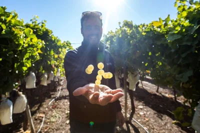 Entdecke mit einem lokalen guide von alicante aus ein familiengeführtes weingut im vinalopó. spaziergang durch die reben, 4 regionale weine probieren und snacks genießen – abholung inklusive.