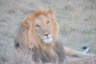 Parti all’alba per un safari a nairobi, avvista leoni e rinoceronti con lo skyline della città sullo sfondo, e approfitta del comodo pick-up in hotel. vero incontro con la natura a pochi minuti dal