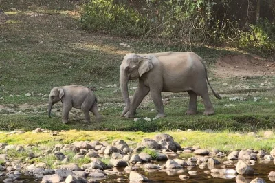 Watch wild elephants in anakulam, swim in a safe river, explore tea estates and waterfalls near munnar. includes lunch, jeep ride, and local guide pickup.