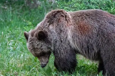 Wildbeobachtung im Jasper Nationalpark: Kleine Gruppe mit Guide