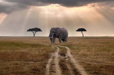 Experience a classic 2-day maasai mara safari from nairobi. spot wildlife, enjoy game drives, and stay at a comfortable lodge. perfect for short trips.