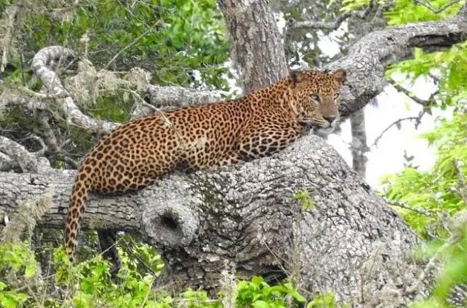 Medio día en Yala: Avistaje de leopardos y elefantes