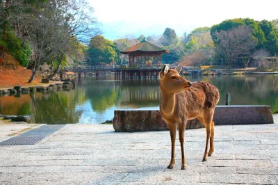 Erlebe die zahmen hirsche im nara park, tauche ein in osakas bunte neonwelt und schlendere durch kobe harborland – alles an einem tag ab kyoto. inklusive transport und zweisprachigem guide.
