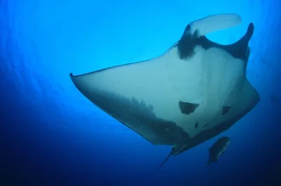 Swim with manta rays at night in kailua kona on a small-group snorkel tour. includes gear, wetsuit, drinks, and expert guide. quick boat ride from keahou harbor.