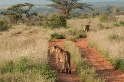 Descubre nairobi con un safari matutino, elefantes bebés en sheldrick, alimentar jirafas y recogida en hotel—naturaleza y ciudad en un solo día.