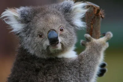 Meet koalas at healesville sanctuary, taste yarra valley wines, and enjoy a vineyard lunch—all with pickup from melbourne and a local guide. small group tour.