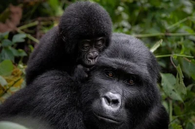 Scopri l’uganda: trekking tra i gorilla di montagna a bwindi, incontro con la tribù batwa e gita in canoa sul lago bunyonyi, con permessi, pasti e trasporti inclusi.