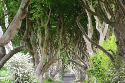 Feel the wild atlantic air at giant’s causeway, glimpse the dark hedges, and see carrick-a-rede views—all in a half-day from belfast with guide & return by 1pm.