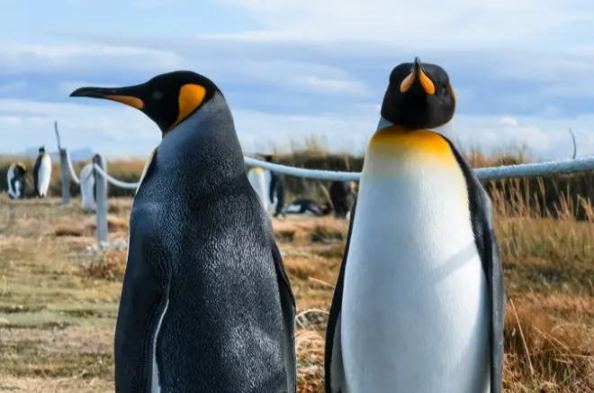 Penguin King Nature Reserve tour: Punta Arenas sailing