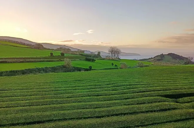 Private Tour: 5 Waterfalls & North Coast, Ponta Delgada