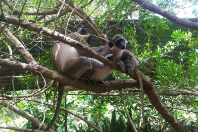 Let a local guide drive you around barbados in a private vehicle, choosing your own stops—beaches, caves, rum distilleries, gardens. includes hotel or cruise pickup.