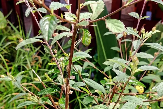 Dominica medicinal plants tour: Learn to make tea