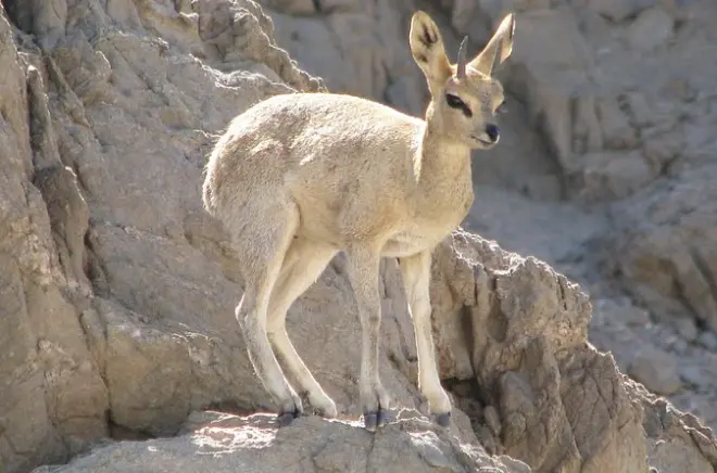 Désert du Namib depuis Swakopmund : Paysage lunaire et faune