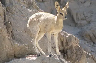 Désert du Namib depuis Swakopmund : Paysage lunaire et faune