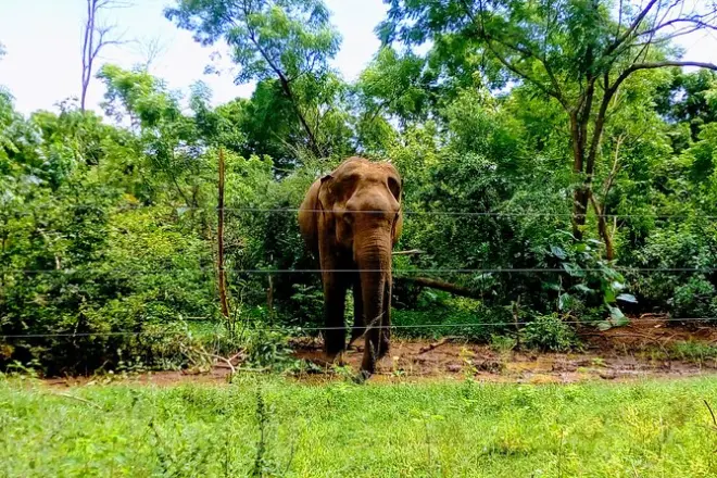 Safari em Udawalawe com elefantes selvagens e passeio de jipe