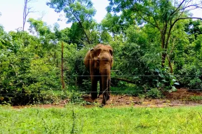 Safari em Udawalawe com elefantes selvagens e passeio de jipe