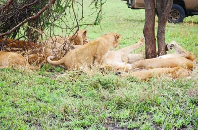 3 jours safari Serengeti et Ngorongoro au départ de Zanzibar