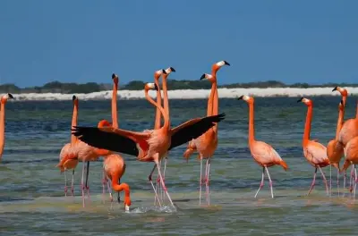 Río Lagartos Bootstour: Flamingos, Krokodile & Maya-Bad