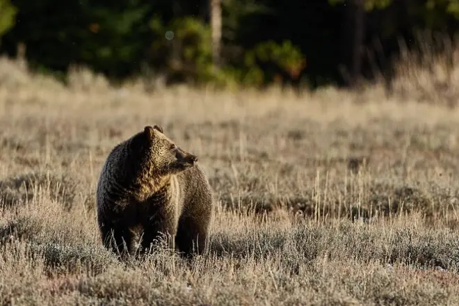 Fauna di Yellowstone: Mezza giornata con fotografo esperto