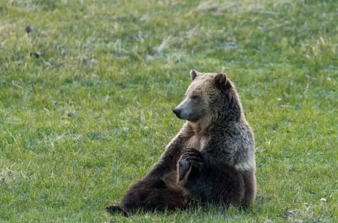Fotografía de vida salvaje en Yellowstone: Valles Lamar y Hayden