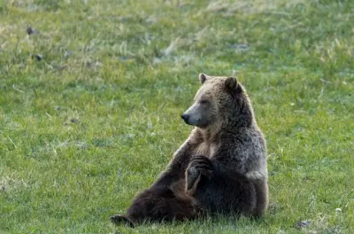 Wildlife Photography in Yellowstone: Lamar Valley & Hayden Valley
