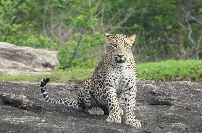 Parque Nacional Yala: Safari de meio dia com leopardos e elefantes