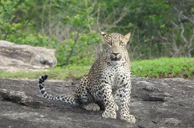 Yala National Park Half-Day Leopard & Elephant Safari