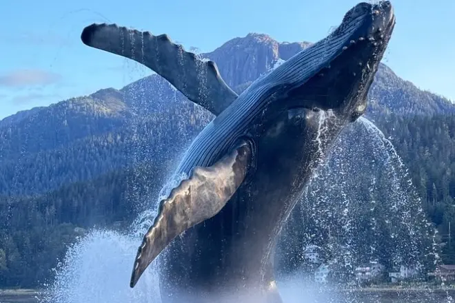 Tour privé à Juneau : Glacier Mendenhall, centre-ville et faune