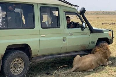 Experience a private nairobi safari, feed giraffes at the giraffe center, and visit the karen blixen museum. hotel pickup and drop-off included.