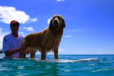 Vivi l’emozione di imparare a fare surf sulla north shore di oahu con un bagnino hawaiano, cani simpatici e tartarughe marine a pochi metri. tutta l’attrezzatura inclusa. prenota ora il tuo posto.