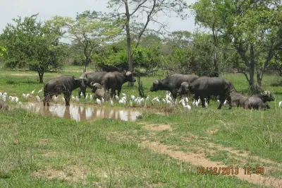 Safari 2 nuits au parc national de Kafue, départ Lusaka inclus