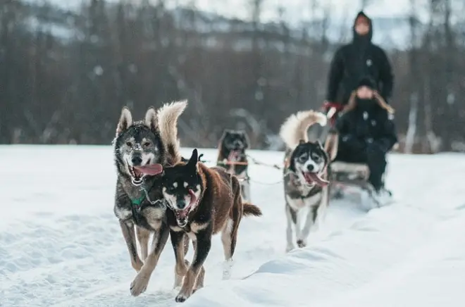 Dog Sled Tour Alta: Husky Teams on the Finnmark Plateau