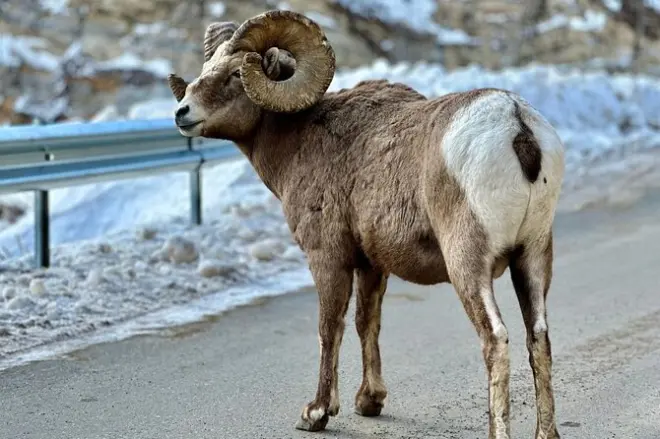 Icefields Parkway tour: 7 stops Bow Lake to Athabasca Glacier