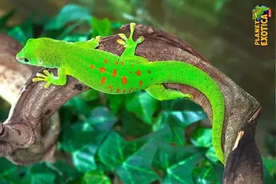 Biglietto Planet Exotica: Rettili, dinosauri e giardini