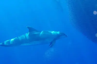 Avistamiento de ballenas y delfines en la costa de Cumbre Vieja