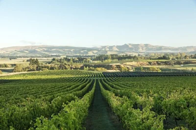 Découvrez la vallée de waipara lors d’une visite en petit groupe depuis christchurch, dégustez des vins de boutique, échangez avec des vignerons passionnés et savourez un déjeuner détente au 