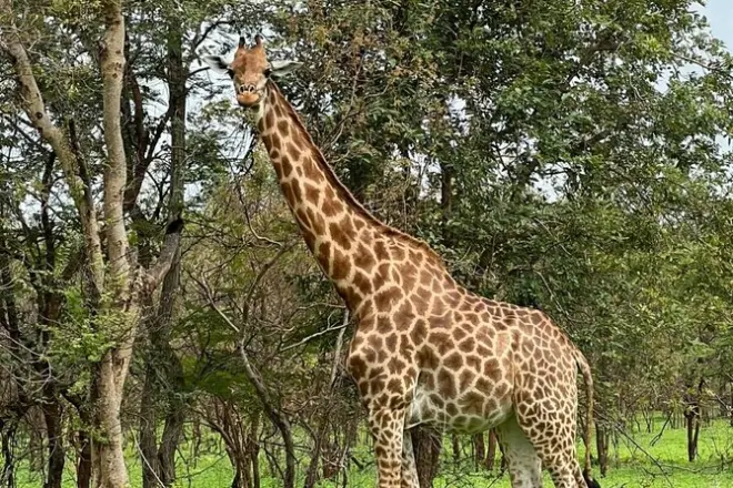 Safari 2 giorni a Fathala con passeggiata leoni e fauna selvatica