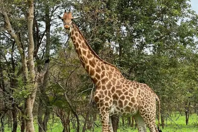 Safari 2 giorni a Fathala con passeggiata leoni e fauna selvatica