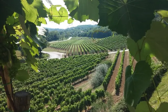 Wine Tour Istria: 3 Wineries with Dinner in Rovinj