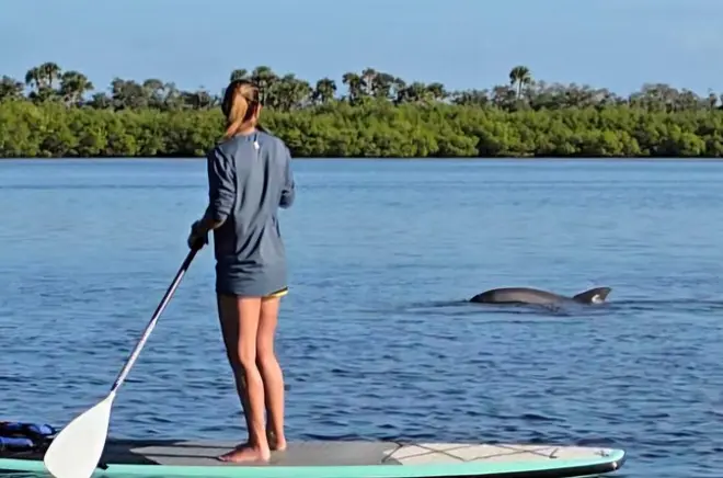 Kayak the Indian River: Paddle with dolphins and manatees