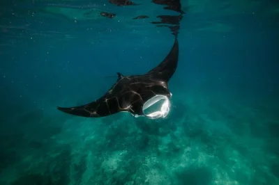 Scopri la barriera corallina di ningaloo, fai snorkeling in angoli nascosti conosciuti solo dai locali e condividi storie durante il pranzo. attrezzatura, snack e ritmo rilassato inclusi.
