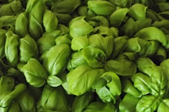 Cours de pesto à Sanremo : Recette traditionnelle ligure