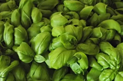 Corso di cucina pesto a Sanremo: Ricetta tradizionale ligure