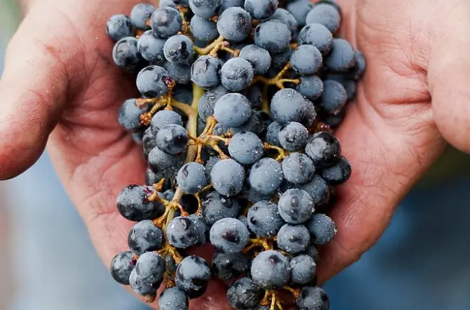Private Wine Tour from Eugene: Four Wineries with Tastings
