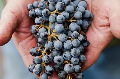 Visite privée de quatre vignobles avec dégustations depuis Eugene