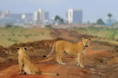 Nairobi Nationalpark & Giraffenzentrum Tagestour: Big-Five-Safari